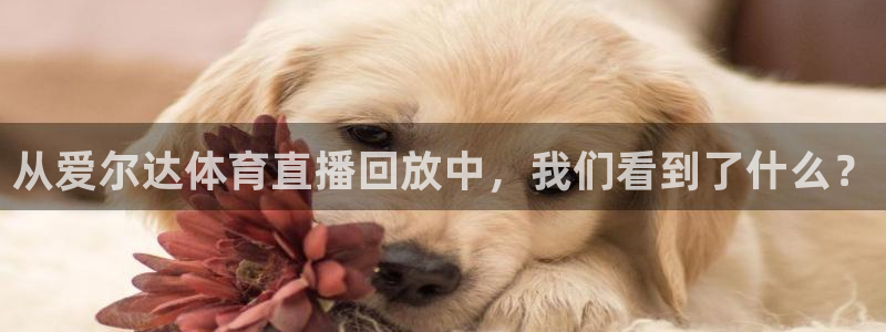 从爱尔达体育直播回放中，我们看到了什么？